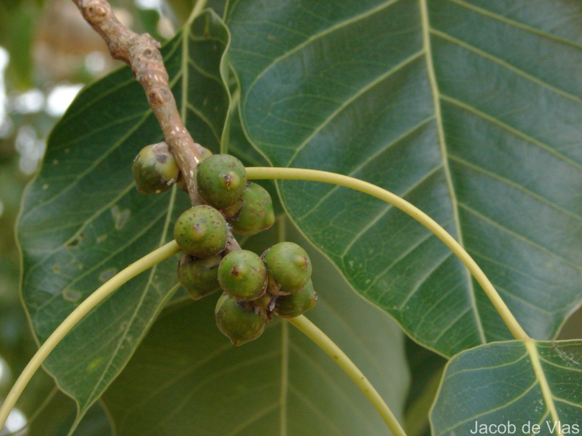 Ficus religiosa L.